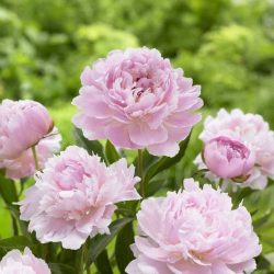 Peony flower or گل پیونی peony flower