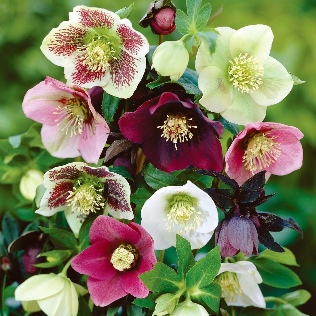 گیاه رز لنتن / خربق سیاه/ رز نوئل (Lanten Roses)نام علمی: (Helleborus orientalis)