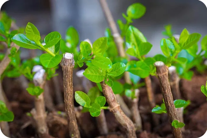 تکثیر گیاهان از بذر تا قلمه زنیPlant propagation from seed to cuttings
مجموعه تولیدی سیدوس ,تولید کننده گلدان پلاستیکی سیدوس ,بیش از 120نوع, اعم از گلدان استوانه ای پلاستیکی سیدوس,گلدان الماسی پلاستیکی سیدوس,گلدان مربعی پلاستیکی,گلدان مثلثی پلاستیکی,گلدان گرد پلاستیکی ,باکس مستطیلی,در اندازه های کاکتوسی تا درختچه ای