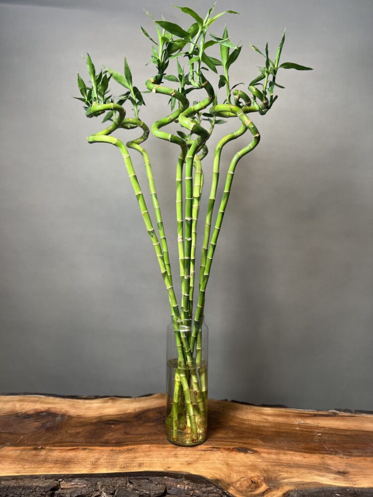 گیاه بامبو وطریقه پیچ دادن آنBamboo plant and how to twist it
مجموعه تولیدی سیدوس ,تولید کننده گلدان پلاستیکی سیدوس ,بیش از 120نوع, اعم از گلدان استوانه ای پلاستیکی سیدوس,گلدان الماسی پلاستیکی سیدوس,گلدان مربعی پلاستیکی,گلدان مثلثی پلاستیکی,گلدان گرد پلاستیکی ,باکس مستطیلی,در اندازه های کاکتوسی تا درختچه ای