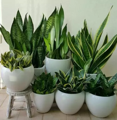گیاهان آپارتمانی سایه دوست,Shade-loving houseplants (22 samples) مجموعه تولیدی سیدوس,تولید کننده گلدان پلاستیکی سیدوس