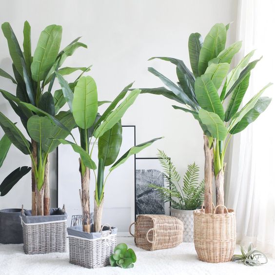 گیاهان آپارتمانی برگ پهن Broadleaf houseplants مجموعه تولیدی سیدوس ,تولید کننده گلدان پلاستیکی سیدوس ,بیش از 120نوع, اعم از گلدان استوانه ای پلاستیکی سیدوس,گلدان الماسی پلاستیکی سیدوس,گلدان مربعی پلاستیکی,گلدان مثلثی پلاستیکی,گلدان گرد پلاستیکی ,باکس مستطیلی,در اندازه های کاکتوسی تا درختچه ای