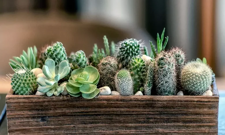 کاکتوس مناسب منزل (25پیشنهاد) Cactus suitable for home (25 suggestions) مجموعه تولیدی سیدوس , تولید کننده گلدان پلاستیکی سیدوس