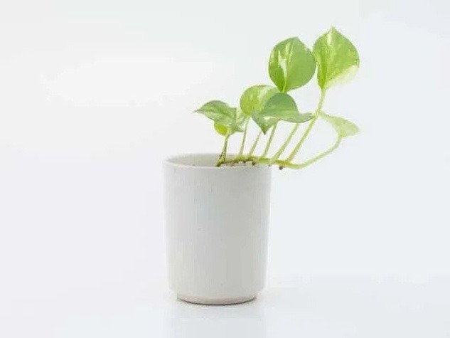 گیاه پتوس و7علت رشد نکردن آنPothos plant and 7 reasons why it doesn't grow
مجموعه تولیدی سیدوس ,تولید کننده گلدان پلاستیکی سیدوس ,بیش از 120نوع, اعم از گلدان استوانه ای پلاستیکی سیدوس,گلدان الماسی پلاستیکی سیدوس,گلدان مربعی پلاستیکی,گلدان مثلثی پلاستیکی,گلدان گرد پلاستیکی ,باکس مستطیلی,در اندازه های کاکتوسی تا درختچه ای