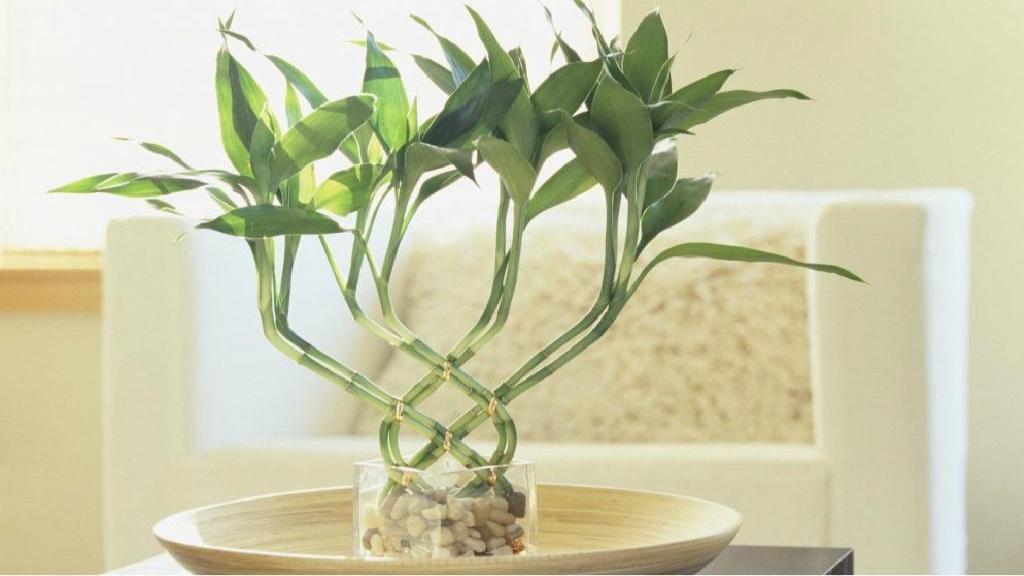 گیاه بامبو در مجموعه تولیدی گلدان پلاستیکی سیدوسBamboo plant in Sidoos plastic pot production set