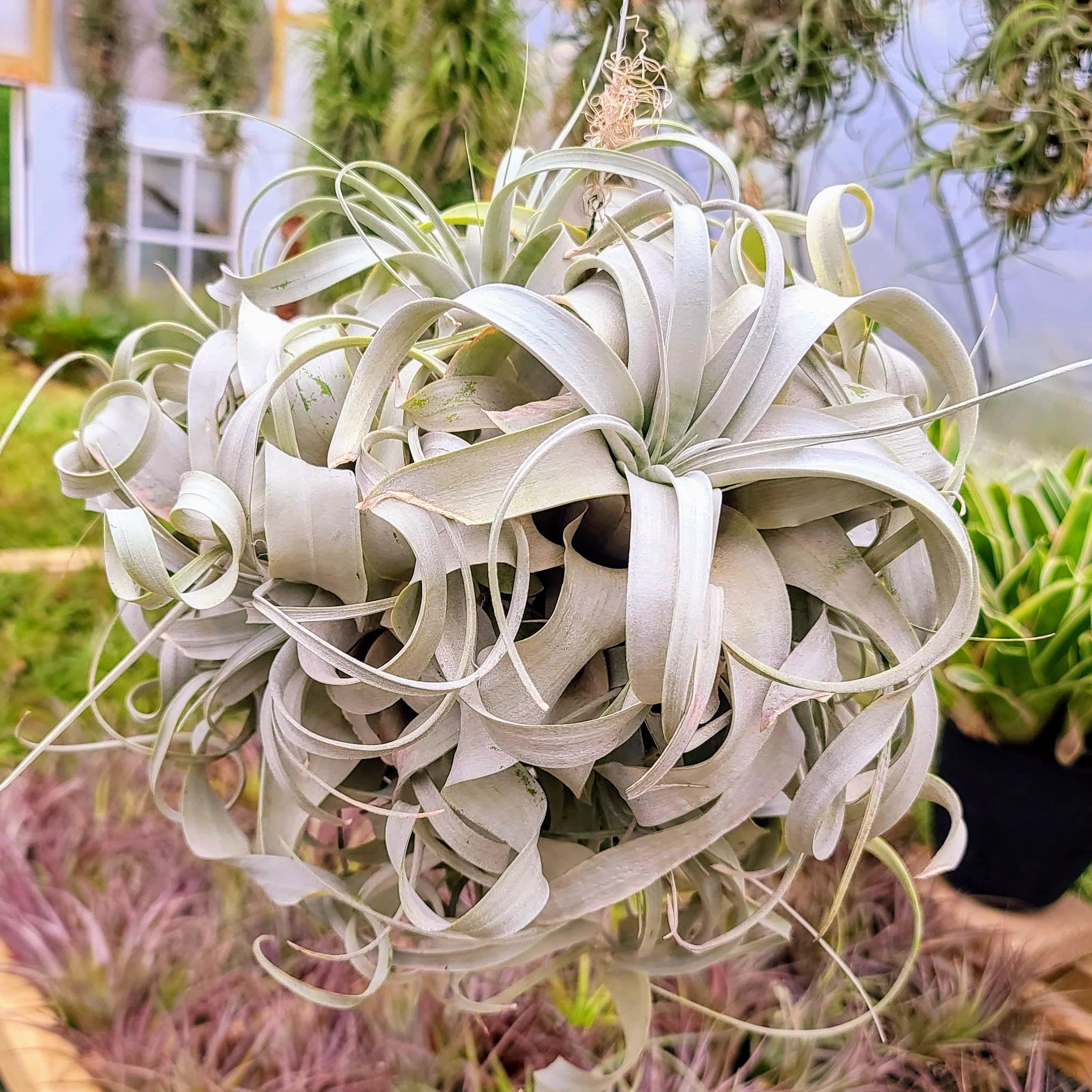 تیلاندسیا ژروگرافیکا( گیاه هوازی)(Tillandsia Xerographica)تیلاندسیا ژروگرافیکا( گیاه هوازی)(Tillandsia Xerographica) مجموعه تولیدی سیدوس ,تولید کننده گلدان پلاستیکی سیدوس ,بیش از 120نوع, اعم از گلدان استوانه ای پلاستیکی سیدوس,گلدان الماسی پلاستیکی سیدوس,گلدان مربعی پلاستیکی,گلدان مثلثی پلاستیکی,گلدان گرد پلاستیکی ,باکس مستطیلی,در اندازه های کاکتوسی تا درختچه ای تدوین:مینو غفوری ساداتیه آدرس اینستاگرام:gooldono.stand.sidoos@ تلفن:09308743868