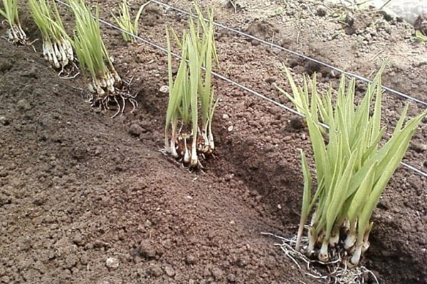 گل مریم که با نام علمی “Polianthes tuberosa” شناخته می‌شود، یکی از گیاهان زیبا و خوشبو از تیره نرگسیان است.مجموعه تولیدی سیدوس ,تولید کننده گلدان پلاستیکی سیدوس ,بیش از 120نوع, اعم از گلدان استوانه ای پلاستیکی سیدوس,گلدان الماسی پلاستیکی سیدوس,گلدان مربعی پلاستیکی,گلدان مثلثی پلاستیکی,گلدان گرد پلاستیکی ,باکس مستطیلی,در اندازه های کاکتوسی تا درختچه ای