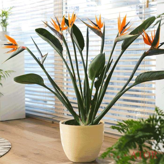 گل پرنده بهشتی یا استرلیتزیا (Strelitzia Reginae)مجموعه تولیدی سیدوس ,تولید کننده گلدان پلاستیکی سیدوس 