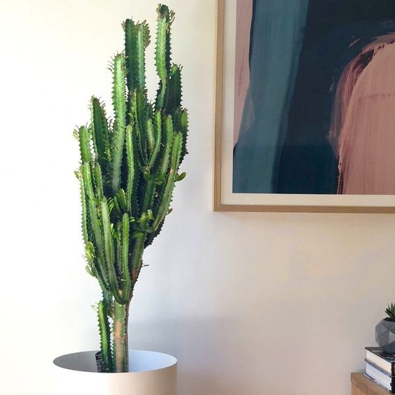 گیاه افوربیا در گلدان پلاستیکی سیدوسeuphorbia-plant-in-a-plastic-sidoos-pot
گلدان پلاستیکی  Plastic pot,  plastic vase مجموعه تولیدی سیدوس ,تولید کننده گلدان پلاستیکی سیدوس ,بیش از 120نوع, اعم از گلدان استوانه ای پلاستیکی سیدوس,گلدان الماسی پلاستیکی سیدوس,گلدان مربعی پلاستیکی,گلدان مثلثی پلاستیکی,گلدان گرد پلاستیکی ,باکس مستطیلی,در اندازه های کاکتوسی تا درختچه ای