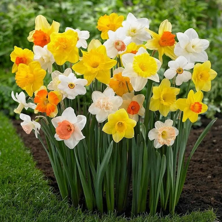 گل نرگس (Daffodil)نام علمی: (Narcissi)