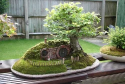 درختچه های بونسای وخواص وفوائد شگفت انگیز آن Bonsai shrubs and their amazing benefits مجموعه تولیدی سیدوس ,تولید کننده گلدان پلاستیکی سیدوس ,بیش از 120نوع, اعم از گلدان استوانه ای پلاستیکی سیدوس,گلدان الماسی پلاستیکی سیدوس,گلدان مربعی پلاستیکی,گلدان مثلثی پلاستیکی,گلدان گرد پلاستیکی ,باکس مستطیلی,در اندازه های کاکتوسی تا درختچه ای