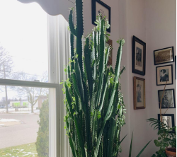 کاکتوس افوربیا زیبا Beautiful Euphorbia cactus مجموعه تولیدی سیدوس ,تولید کننده گلدان پلاستیکی سیدوس ,بیش از 120نوع, اعم از گلدان استوانه ای پلاستیکی سیدوس,گلدان الماسی پلاستیکی سیدوس,گلدان مربعی پلاستیکی,گلدان مثلثی پلاستیکی,گلدان گرد پلاستیکی ,باکس مستطیلی,در اندازه های کاکتوسی تا درختچه ای