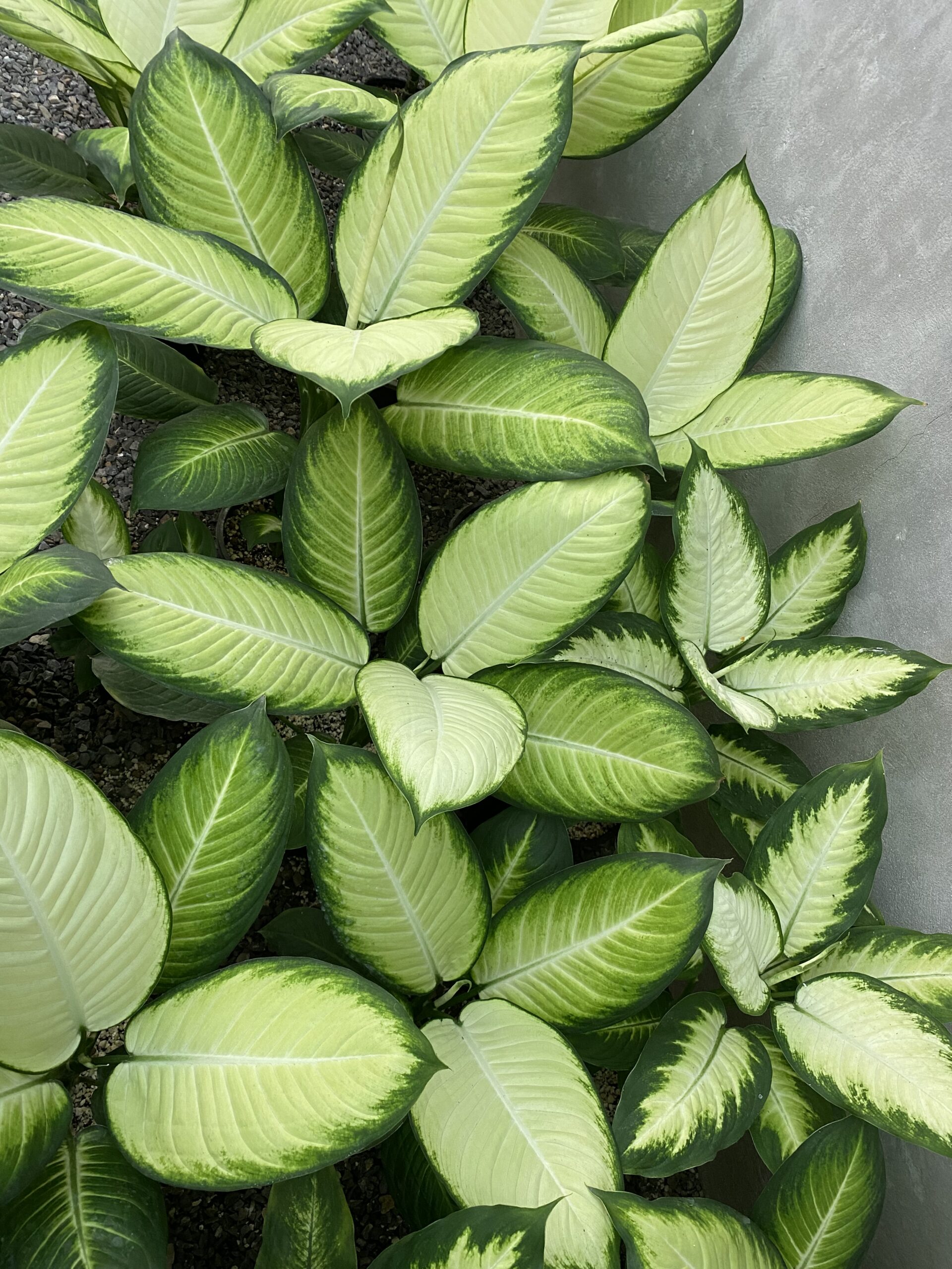 گیاهان آپارتمانی برگ پهن Broadleaf houseplants مجموعه تولیدی سیدوس ,تولید کننده گلدان پلاستیکی سیدوس ,بیش از 120نوع, اعم از گلدان استوانه ای پلاستیکی سیدوس,گلدان الماسی پلاستیکی سیدوس,گلدان مربعی پلاستیکی,گلدان مثلثی پلاستیکی,گلدان گرد پلاستیکی ,باکس مستطیلی,در اندازه های کاکتوسی تا درختچه ای