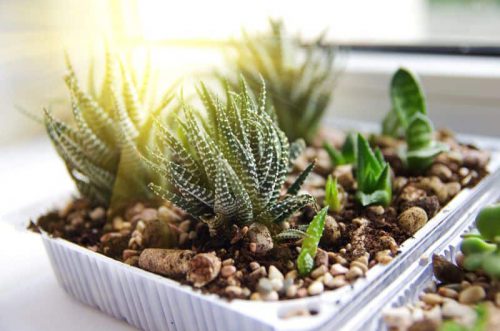 ساکولنت ها وکاکتوس ها Succulents and cacti
مجموعه تولیدی سیدوس ,تولید کننده گلدان پلاستیکی سیدوس ,بیش از 120نوع, اعم از گلدان استوانه ای پلاستیکی سیدوس,گلدان الماسی پلاستیکی سیدوس,گلدان مربعی پلاستیکی,گلدان مثلثی پلاستیکی,گلدان گرد پلاستیکی ,باکس مستطیلی,در اندازه های کاکتوسی تا درختچه ای