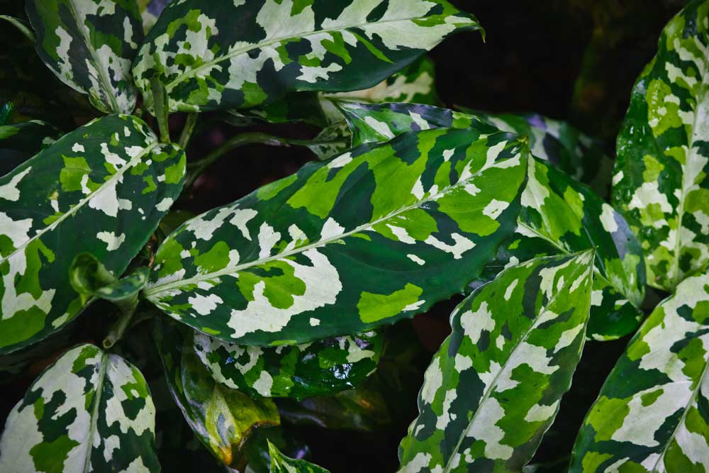 آگلونما پیکتوم یا سه رنگ (Aglaonema Pictum Tricolor)
