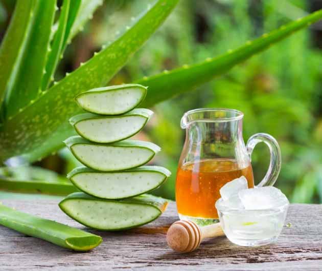 گیاه آلوئه ورا یا صبرAloe vera plant or patience مجموعه تولیدی سیدوس ,تولید کننده گلدان پلاستیکی سیدوس ,بیش از 120نوع, اعم از گلدان استوانه ای پلاستیکی سیدوس,گلدان الماسی پلاستیکی سیدوس,گلدان مربعی پلاستیکی,گلدان مثلثی پلاستیکی,گلدان گرد پلاستیکی ,باکس مستطیلی,در اندازه های کاکتوسی تا درختچه ای