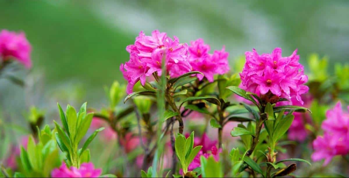 گیاه آلپنروز (Alpenrose)نام علمی: (Rhododendron Ferrugineum)