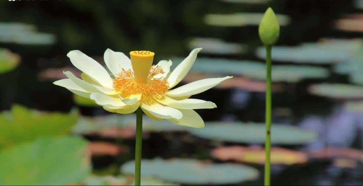گیاه لوتوس آمریکایی (American Lotus) نام علمی: (Nelumbo Lutea)