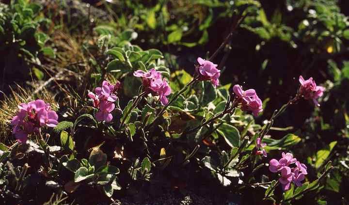 گل رشاد با نام علمی Arabis blepharophylla Fruhlingszauber گیاهی از خانواده Brassicaceae است. گلدان پلاستیکی سیدوس تدوین:مینو غفوری ساداتیه آدرس اینستاگرام:gooldono.stand.sidoos@ تلفن:09308743868