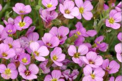 گل رشاد با نام علمی Arabis blepharophylla Fruhlingszauber گیاهی از خانواده Brassicaceae است. گلدان پلاستیکی سیدوس