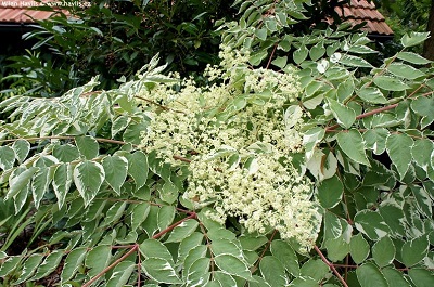 گیاه آرالیا از خانواده Araliaceae که گیاهانی مانند شفلرا (درخت چتر)، فاتزیا، هدرا و سایر گیاهان را نیز شامل می‌شود، است.مجموعه تولیدی سیدوس ,تولید کننده گلدان پلاستیکی سیدوس ,بیش از 120نوع, اعم از گلدان استوانه ای پلاستیکی سیدوس,گلدان الماسی پلاستیکی سیدوس,گلدان مربعی پلاستیکی,گلدان مثلثی پلاستیکی,گلدان گرد پلاستیکی ,باکس مستطیلی,در اندازه های کاکتوسی تا درختچه ای