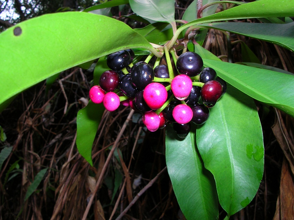 گیاه آردیسیا (Ardisia) مجموعه تولیدی سیدوس ,تولید کننده گلدان پلاستیکی سیدوس ,بیش از 120نوع, اعم از گلدان استوانه ای پلاستیکی سیدوس,گلدان الماسی پلاستیکی سیدوس,گلدان مربعی پلاستیکی,گلدان مثلثی پلاستیکی,گلدان گرد پلاستیکی ,باکس مستطیلی,در اندازه های کاکتوسی تا درختچه ای