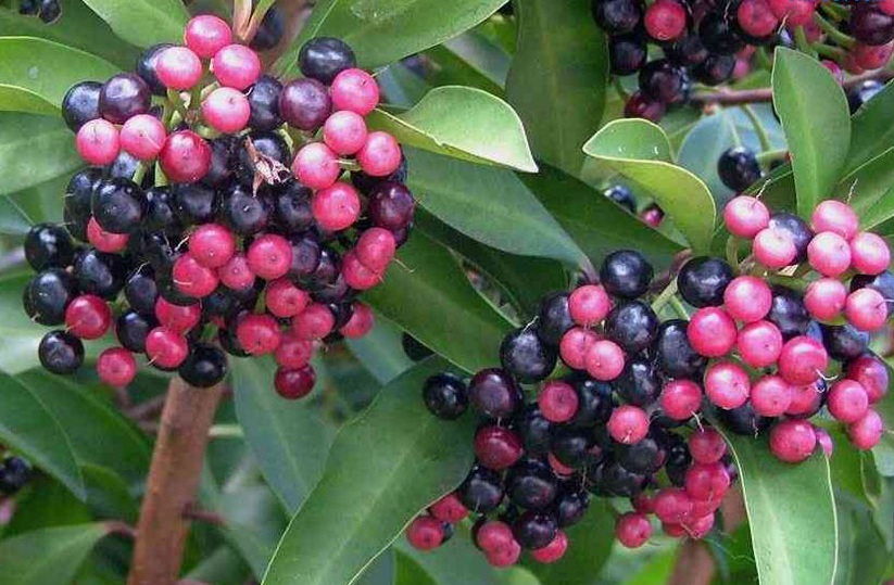 گیاه آردیسیا (Ardisia) مجموعه تولیدی سیدوس ,تولید کننده گلدان پلاستیکی سیدوس ,بیش از 120نوع, اعم از گلدان استوانه ای پلاستیکی سیدوس,گلدان الماسی پلاستیکی سیدوس,گلدان مربعی پلاستیکی,گلدان مثلثی پلاستیکی,گلدان گرد پلاستیکی ,باکس مستطیلی,در اندازه های کاکتوسی تا درختچه ای