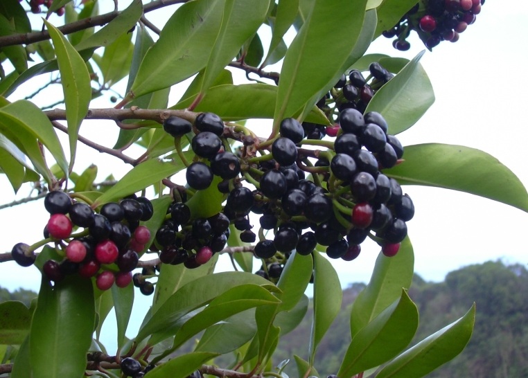 گیاه آردیسیا (Ardisia) مجموعه تولیدی سیدوس ,تولید کننده گلدان پلاستیکی سیدوس ,بیش از 120نوع, اعم از گلدان استوانه ای پلاستیکی سیدوس,گلدان الماسی پلاستیکی سیدوس,گلدان مربعی پلاستیکی,گلدان مثلثی پلاستیکی,گلدان گرد پلاستیکی ,باکس مستطیلی,در اندازه های کاکتوسی تا درختچه ای