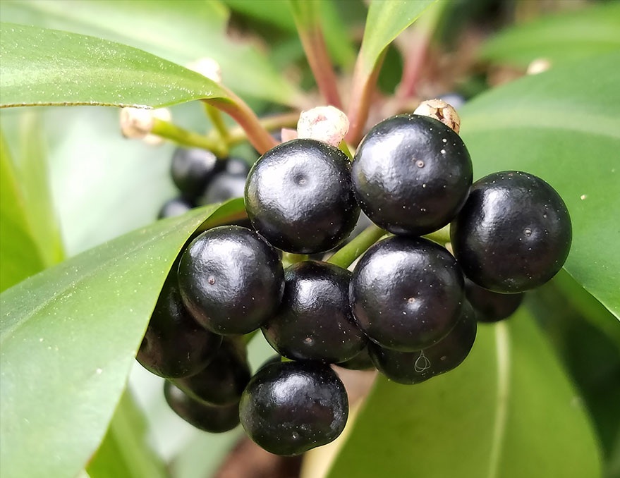 گیاه آردیسیا (Ardisia) مجموعه تولیدی سیدوس ,تولید کننده گلدان پلاستیکی سیدوس ,بیش از 120نوع, اعم از گلدان استوانه ای پلاستیکی سیدوس,گلدان الماسی پلاستیکی سیدوس,گلدان مربعی پلاستیکی,گلدان مثلثی پلاستیکی,گلدان گرد پلاستیکی ,باکس مستطیلی,در اندازه های کاکتوسی تا درختچه ای
