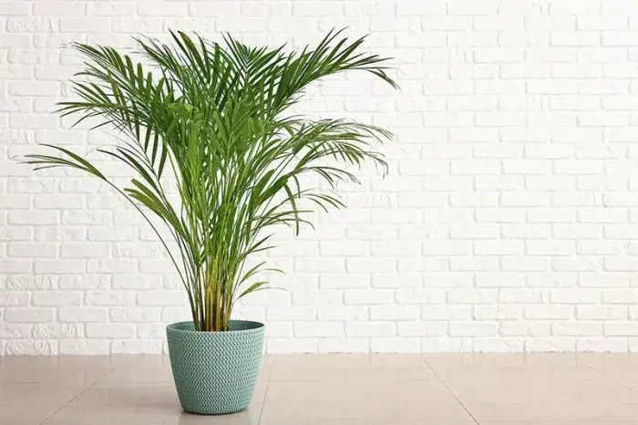 درختچه های آپارتمانی در گلدان پلاستیکی سیدوسApartment shrubs in plastic pots Sidoos
مجموعه تولیدی سیدوس ,تولید کننده گلدان پلاستیکی سیدوس ,بیش از 120نوع, اعم از گلدان استوانه ای پلاستیکی سیدوس,گلدان الماسی پلاستیکی سیدوس,گلدان مربعی پلاستیکی,گلدان مثلثی پلاستیکی,گلدان گرد پلاستیکی ,باکس مستطیلی,در اندازه های کاکتوسی تا درختچه ای