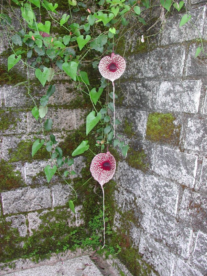 گل پیپ هلندی الگانسنام علمی: Aristolochia elegans نام لاتین: Calico flower vine مجموعه تولیدی سیدوس ,تولید کننده گلدان پلاستیکی سیدوس ,بیش از 120نوع, اعم از گلدان استوانه ای پلاستیکی سیدوس,گلدان الماسی پلاستیکی سیدوس,گلدان مربعی پلاستیکی,گلدان مثلثی پلاستیکی,گلدان گرد پلاستیکی ,باکس مستطیلی,در اندازه های کاکتوسی تا درختچه ای