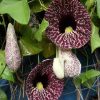 گل پیپ هلندی الگانس (9تذکر برای کاشت بذر)