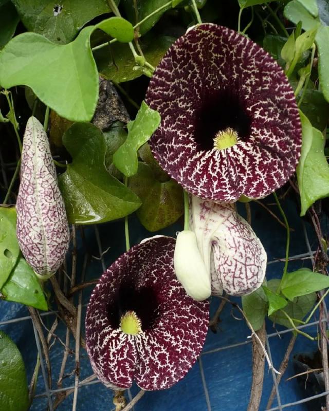 گل پیپ هلندی الگانس نام علمی: Aristolochia elegans نام لاتین: Calico flower vine مجموعه تولیدی سیدوس ,تولید کننده گلدان پلاستیکی سیدوس ,بیش از 120نوع, اعم از گلدان استوانه ای پلاستیکی سیدوس,گلدان الماسی پلاستیکی سیدوس,گلدان مربعی پلاستیکی,گلدان مثلثی پلاستیکی,گلدان گرد پلاستیکی ,باکس مستطیلی,در اندازه های کاکتوسی تا درختچه ای
