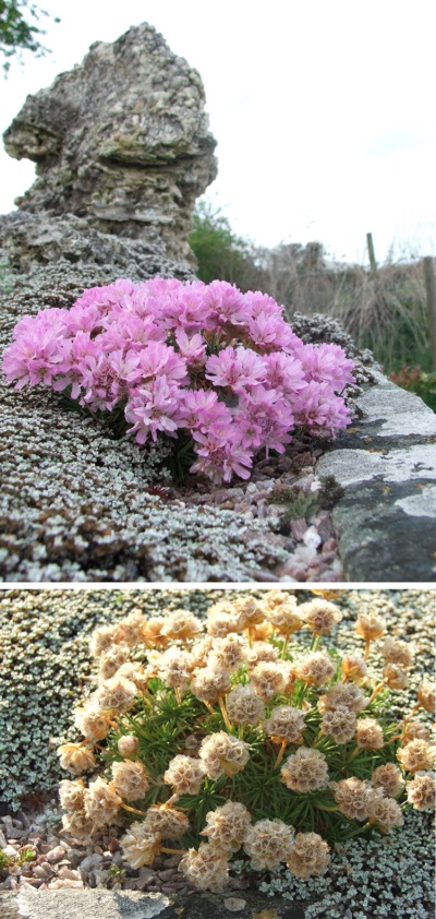 Armeria Juniperifoliaگلدان پلاستیکی سیدوس و گل آرمریا 