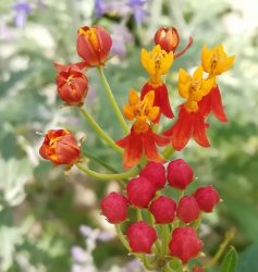 گل علف پروانه یا استبرق، با نام علمی Asclepias tuberosa، مجموعه تولیدی سیدوس ,تولید کننده گلدان پلاستیکی سیدوس