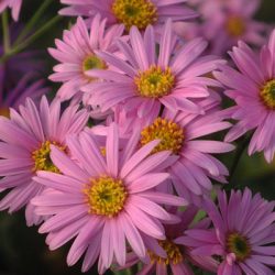 گل آستر Aster Fllower , Aster ,Asteraceae مجموعه تولیدی سیدوس: "تولید کننده گلدان پلاستیکی