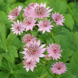 گل آستارانتیا"گل ستتاره گون" Astrantia major Hadspen blood,Astrantia Major Red مجموعه تولیدی سیدوس تولید کننده ,گلدان پلاستیکی سیدوس