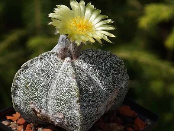 کاکتوس بدون تیغ کاکتوس آستروفیتوم (Astrophytum) مجموعه تتولیدی سیدوس تولید کننده گلدان پلاستیکی سیدوس