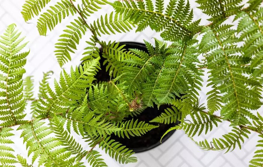 سرخس استرالیایینام علمی: Cyathea cooper
خانواده: فنجانکیان
بومی: استرالیا
نام‌های مرسوم: سرخس استرالیایی، سرخس توری
مجموعه تولیدی سیدوس ,تولید کننده گلدان پلاستیکی سیدوس ,بیش از 120نوع, اعم از گلدان استوانه ای پلاستیکی سیدوس,گلدان الماسی پلاستیکی سیدوس,گلدان مربعی پلاستیکی,گلدان مثلثی پلاستیکی,گلدان گرد پلاستیکی ,باکس مستطیلی,در اندازه های کاکتوسی تا درختچه ای