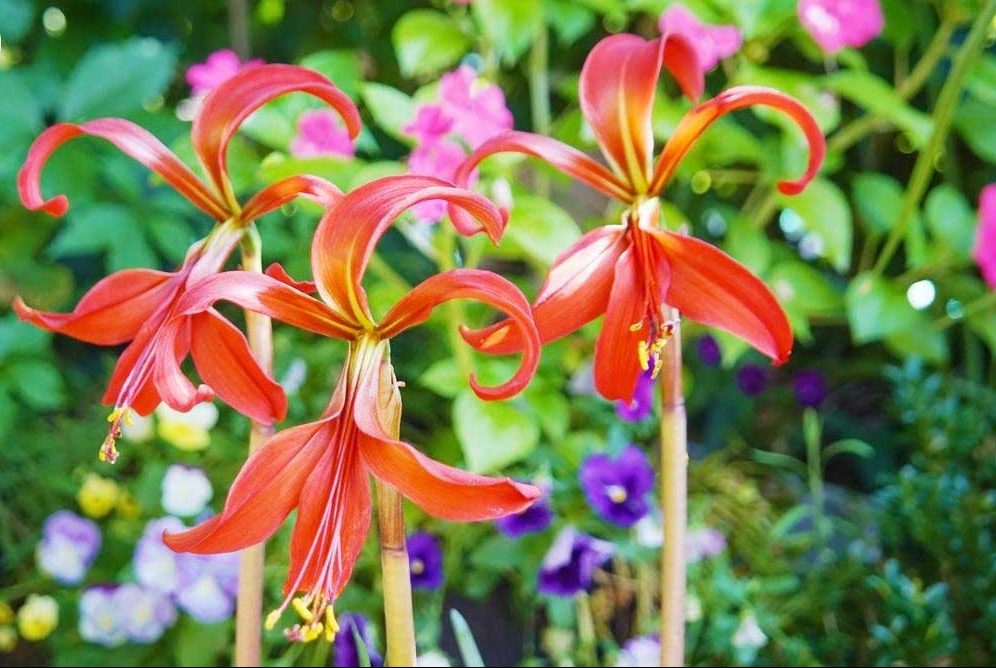 گیاه زنبق آزتک (Aztec Lily)نام علمی: (Sprekelia formosissima)