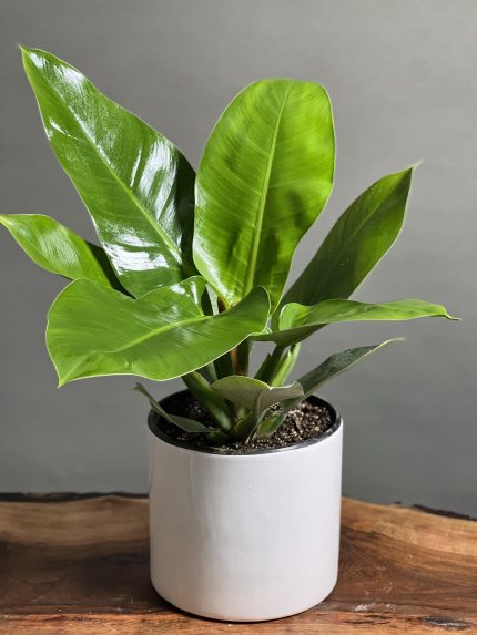 فیلودندرون ها وراز سرسبزی آنها در گلدان های سیدوسPhilodendrons and the secret of their lushness 
گلدان پلاستیکی  Plastic pot,  plastic vase مجموعه تولیدی سیدوس ,تولید کننده گلدان پلاستیکی سیدوس ,بیش از 120نوع, اعم از گلدان استوانه ای پلاستیکی سیدوس,گلدان الماسی پلاستیکی سیدوس,گلدان مربعی پلاستیکی,گلدان مثلثی پلاستیکی,گلدان گرد پلاستیکی ,باکس مستطیلی,در اندازه های کاکتوسی تا درختچه ای