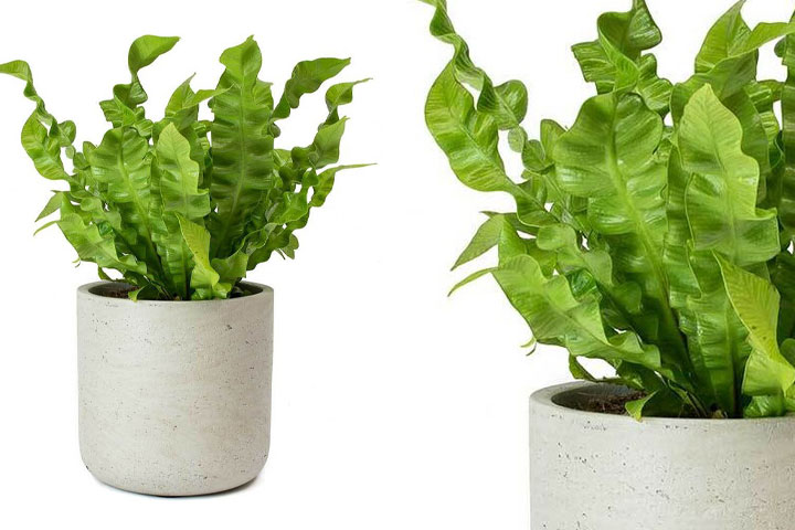 گیاهان آپارتمانی برگ پهن Broadleaf houseplants مجموعه تولیدی سیدوس ,تولید کننده گلدان پلاستیکی سیدوس ,بیش از 120نوع, اعم از گلدان استوانه ای پلاستیکی سیدوس,گلدان الماسی پلاستیکی سیدوس,گلدان مربعی پلاستیکی,گلدان مثلثی پلاستیکی,گلدان گرد پلاستیکی ,باکس مستطیلی,در اندازه های کاکتوسی تا درختچه ای