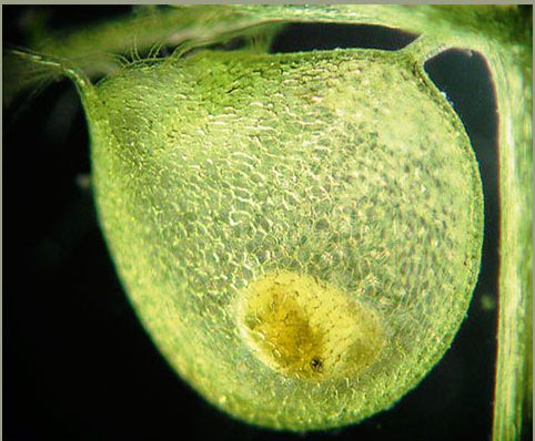 گیاهان گوشتخوار (Carnivorous plant) مجموعه تولیدی سیدوس ,تولید کننده گلدان پلاستیکی سیدوس