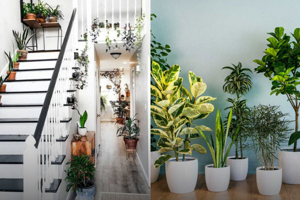 باغ کوچک خود را به راهرو محل زندگیتان ببرید.Bring your small garden into your hallway. مجموعه تولیدی سیدوس ,تولید کننده گلدان پلاستیکی سیدوس ,بیش از 120نوع, اعم از گلدان استوانه ای پلاستیکی سیدوس,گلدان الماسی پلاستیکی سیدوس,گلدان مربعی پلاستیکی,گلدان مثلثی پلاستیکی,گلدان گرد پلاستیکی ,باکس مستطیلی,در اندازه های کاکتوسی تا درختچه ای