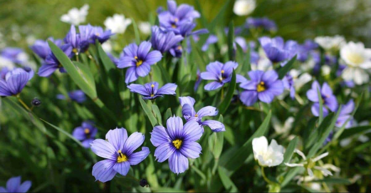 گل زنبق سا یا چمن چشم آبی (Blue eyed Grass)نام علمی: (Sisyrinchium angustifolium)