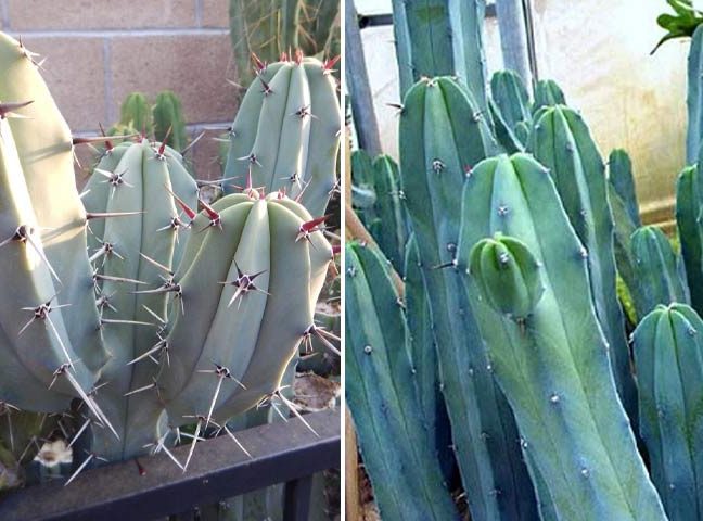 کاکتوس مناسب منزل (25پیشنهاد)Cactus suitable for home (25 suggestions) مجموعه تولیدی سیدوس , تولید کننده گلدان پلاستیکی سیدوس