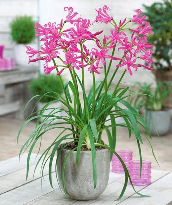 گیاه نرین رزا یا سوسن جرسی (Guernsey Lily) نام علمی: (Nerine sarniensis)