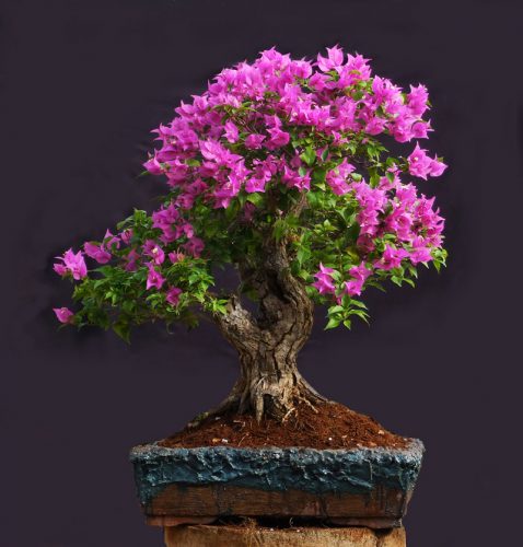 بونسای چیست؟تاریخچه بونسای وانواع آن What is bonsai? History of bonsai and its types مجموعه تولیدی سیدوس ,تولید کننده گلدان پلاستیکی سیدوس ,بیش از 120نوع, اعم از گلدان استوانه ای پلاستیکی سیدوس,گلدان الماسی پلاستیکی سیدوس,گلدان مربعی پلاستیکی,گلدان مثلثی پلاستیکی,گلدان گرد پلاستیکی ,باکس مستطیلی,در اندازه های کاکتوسی تا درختچه ای