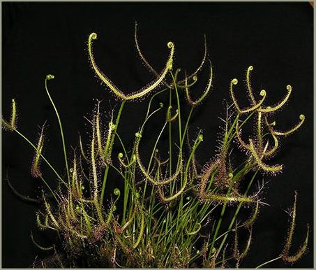 گیاهان گوشتخوار (Carnivorous plant) مجموعه تولیدی سیدوس ,تولید کننده گلدان پلاستیکی سیدوس