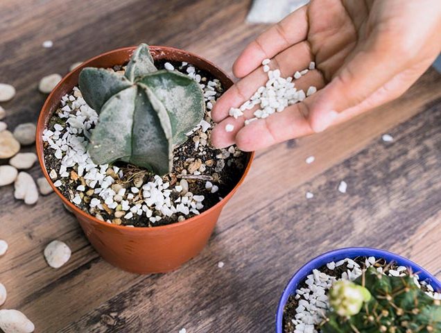 کاکتوس وگل های ظریفشCactus and its delicate flowers
مجموعه تولیدی سیدوس تولید کننده گلدان پلاستیکی سیدوس